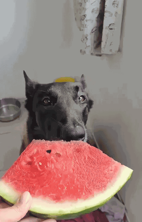 GIF animé