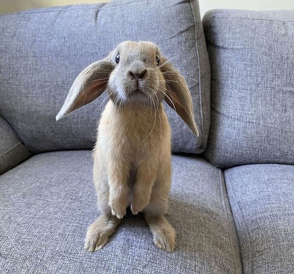 cute news tier mit grossen ohren hase

https://www.reddit.com/r/Rabbits/comments/17gacm6/our_little_terrorist/