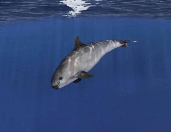 vaquita

https://www.reddit.com/r/AIDKE/comments/1ietlop/vaquita_phocoena_sinus/