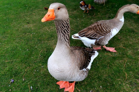 Le Conseil fédéral est opposé à l&#039;initiative foie gras.