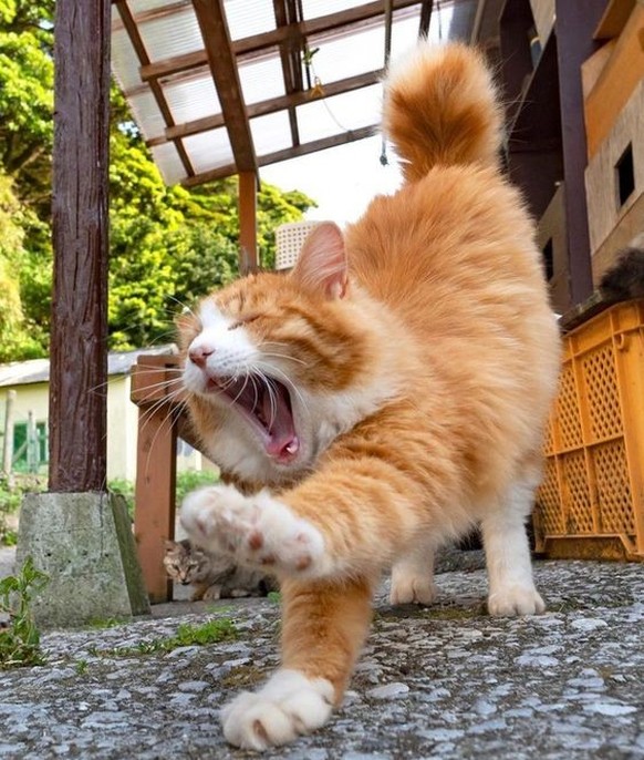 cute news tier katze

https://ch.pinterest.com/pin/1121888957174753086/