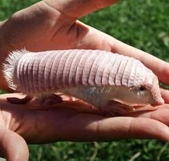 cute news tier gürtelmull

https://www.reddit.com/r/NatureIsFuckingLit/comments/1j900dr/the_rare_pink_fairy_armadillo_they_are_native_to/