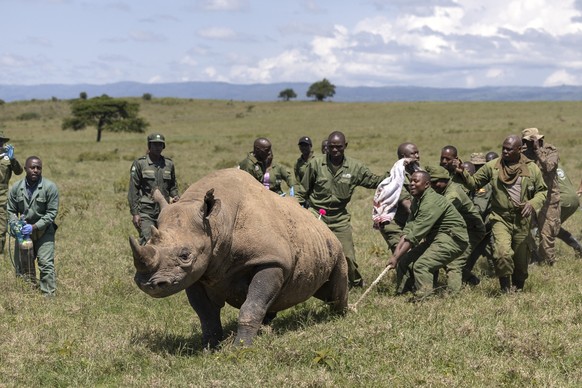 Kenya Wildlife Services veterinarians and rangers rush to restrain and aid a sedated female black Rhinoceros that has been selected for translocation to the Segera Rhino Sanctuary from the Lake Nakuru ...