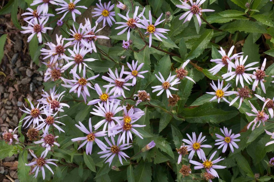 Avec les bonnes conditions et selon les régions et les variétés, l'Aster amelle peut étendre sa floraison jusqu'à la fin du mois d'octobre.