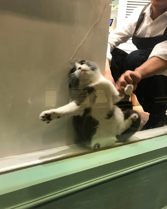 Die lustigsten Fails der Woche: Katze