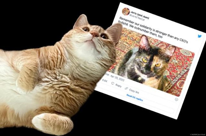 Ce chat roux fait trembler Starbucks et Amazon