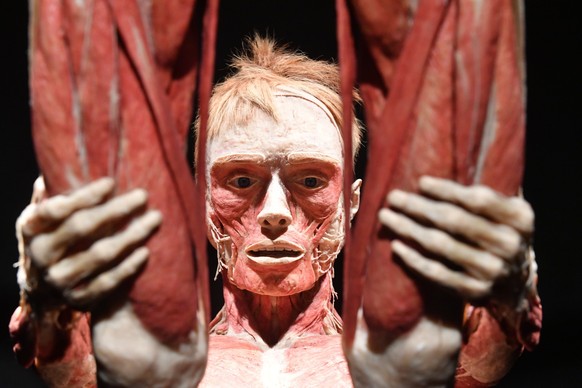 epa10351548 Plastinated human bodies are on display in a preview of 'The Body Worlds' exhibition at the Palace of Culture and Science in Warsaw, Poland, 06 December 2022. The exhibiton that  ...