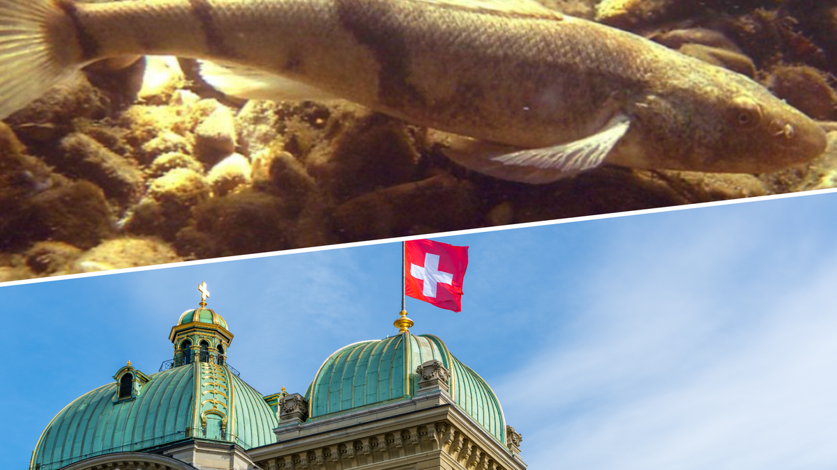 La Suisse refuse de sauver l'apron du Doubs: décision décriée