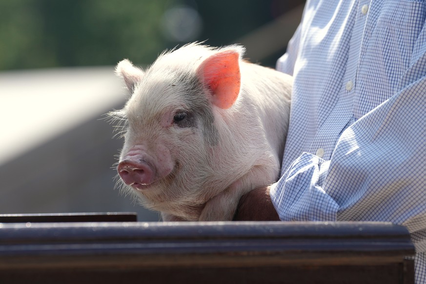 A Kunekune pig held by former Gov. Mark Sanford, R-S.C., is pictured as Sanford argues against pork barrel spending in his campaign for the South Carolina Republican nomination for Senate, Thursday, A ...