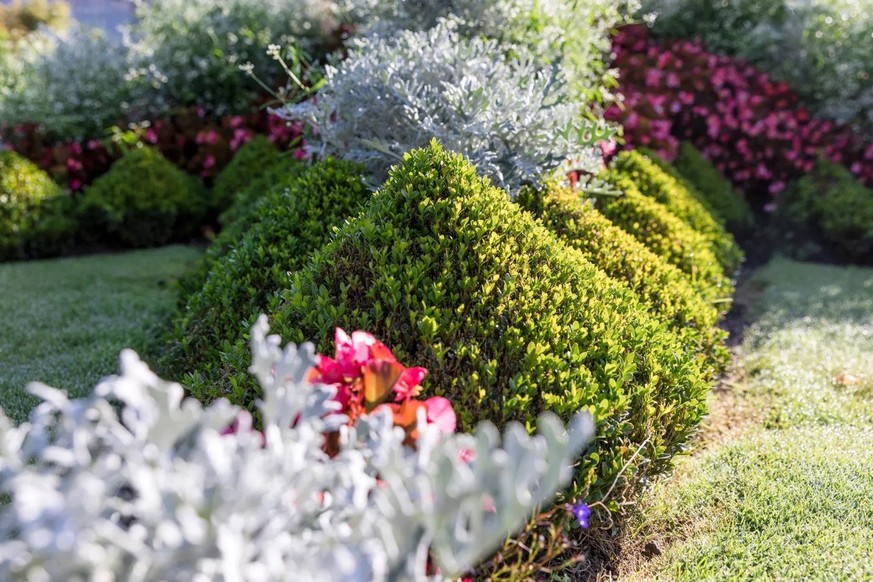 Des buissons taillés en formes régulières, entourés de fleurs et de feuillages colorés.