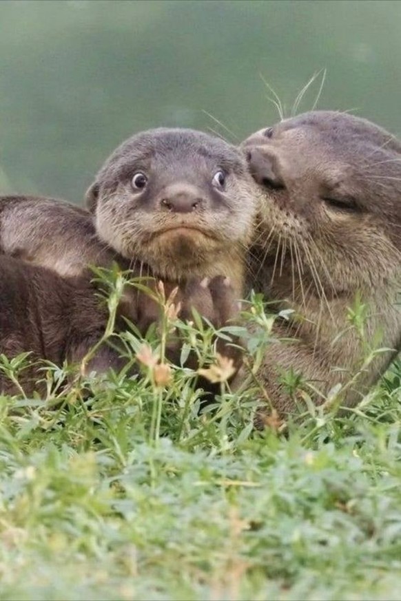 cute news tier otter

https://ch.pinterest.com/pin/1121888957172740503/