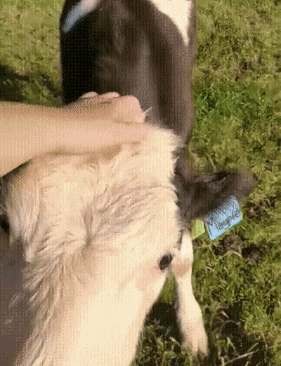 GIF animé
