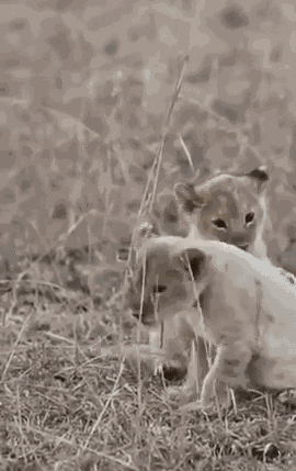 GIF animé