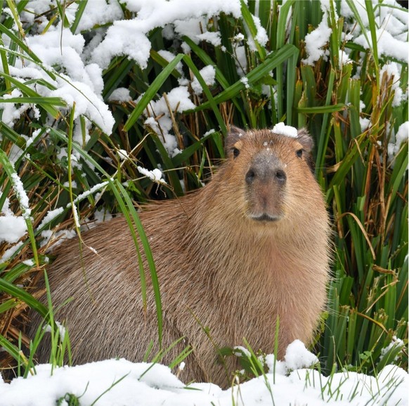 cute news tier capybara

https://www.reddit.com/r/capybara/comments/1au7ikk/capybarbara_at_my_local_conservationzoo_durrell/