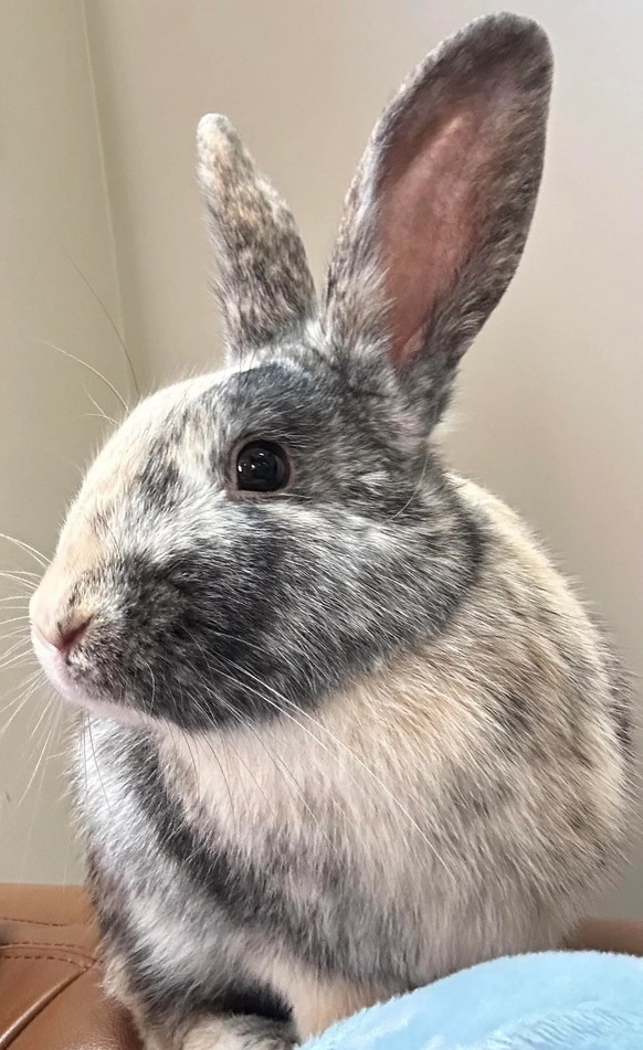 Hase