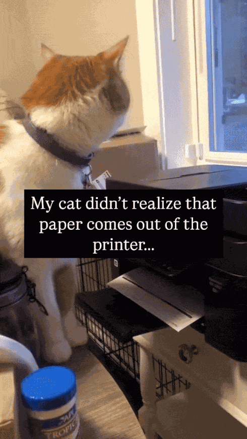 GIF animé