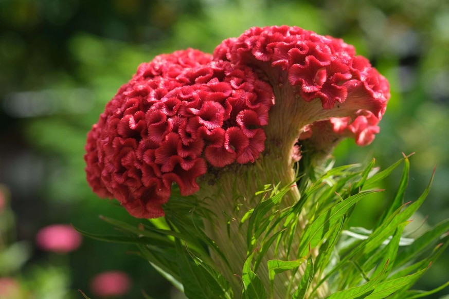 Celosia argentea.