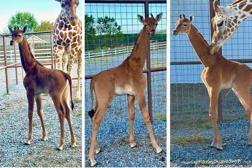 Giraffe sans tâche animal naissance insolite rare Etats-Unis