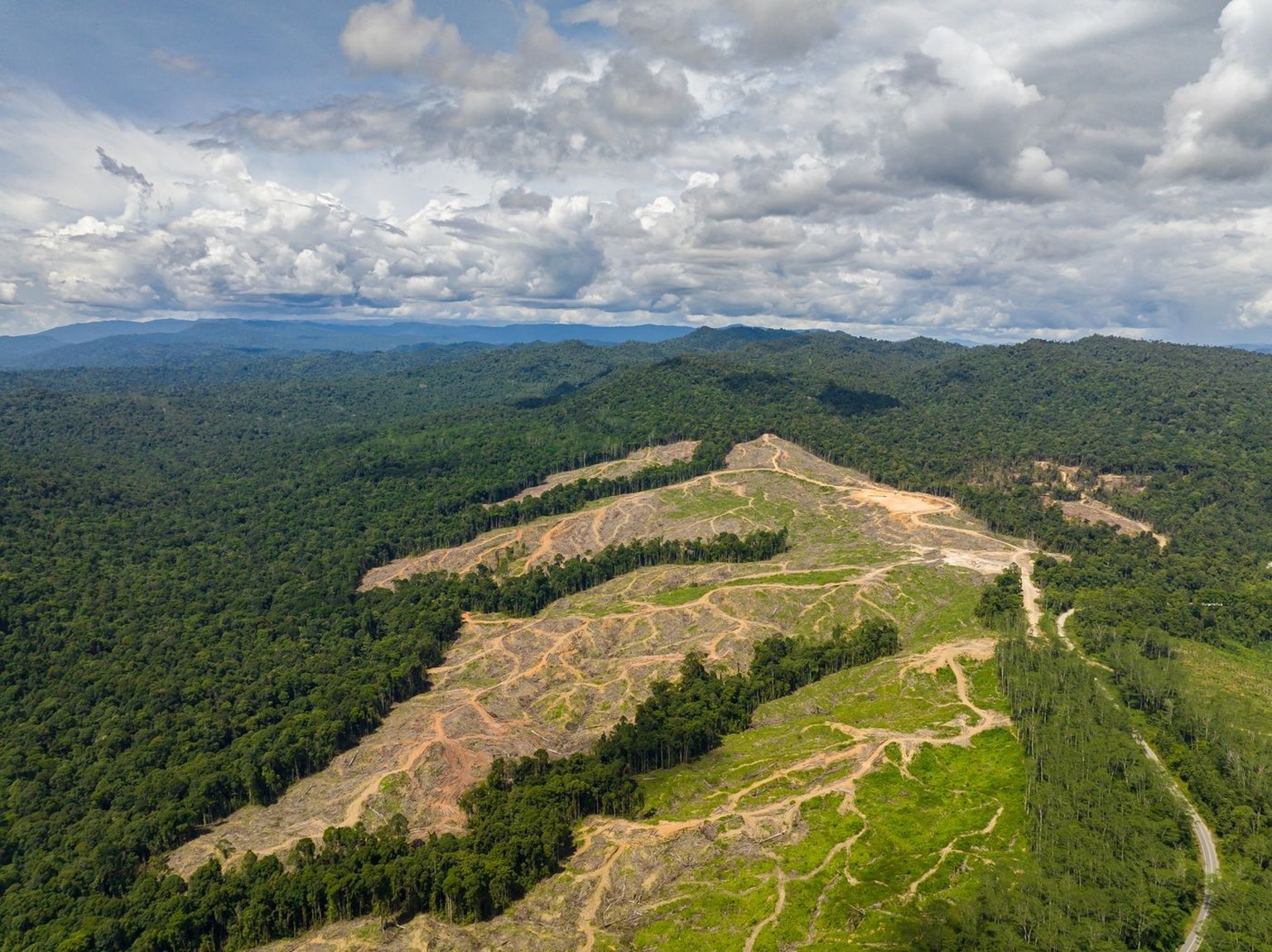 Aerial view of forest destroyed to make way for oil palm plantations. Deforestation. Environmental destruction. Borneo, Malaysia.