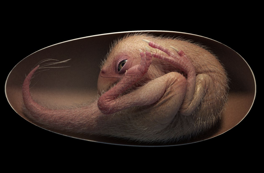 Une reconstruction vivante d'un embryon de dinosaure oviraptoridé proche de l'éclosion.