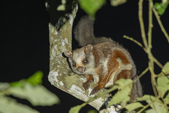 Red giant flying squirrel, Petaurista petaurista, Dehing Patkai Wild life Sanctuary, Assam, India Red giant flying squirrel, Petaurista petaurista, Dehing Patkai Wild life Sanctuary, Assam, India Copy ...