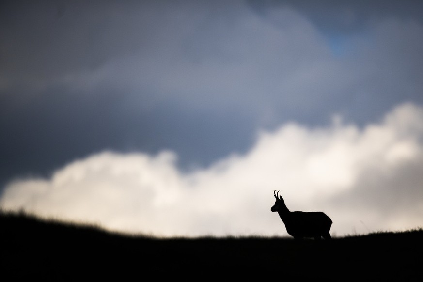 Voici les conséquences de l&#039;incendie en Valais pour les animaux. Les feux de forêt ont des conséquences sur la faune et la flore. Comment la forêt de Bitsch va-t-elle se transformer?