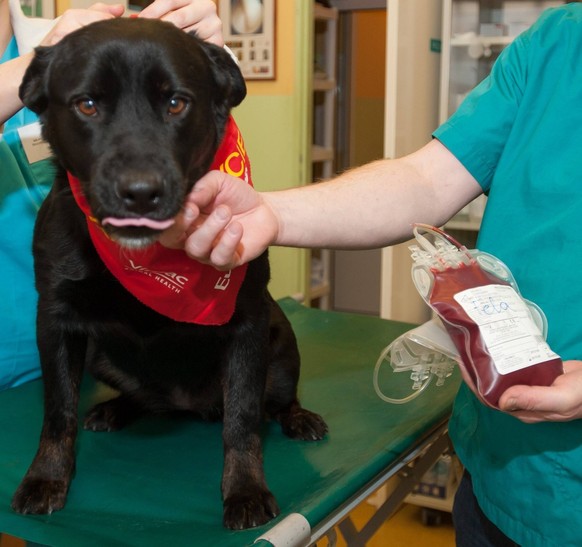 Ici, un donneur de sang canin.