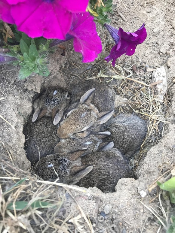 cute news tier hasen

https://www.reddit.com/r/aww/comments/6kmlmi/heyyyy_why_is_there_a_hole_in_my_flower_gardeoh/