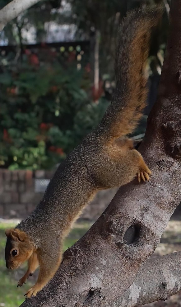 cute news tier eichhörnchen

https://www.reddit.com/r/squirrels/comments/1186uha/rodent_in_a_rush/