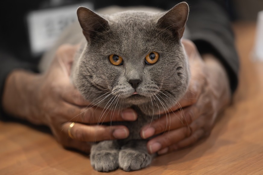 A moment during the AFSI World Cat Show, a cat exhibition, with a Certosino cat during the judging phase by the competition judge, in Chiasso, Switzerland, on Saturday, March 7, 2026.