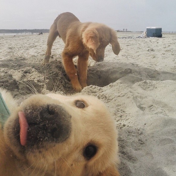 cute news tier hund welpen am strand

https://www.instagram.com/p/BPLwOQWD5zW/