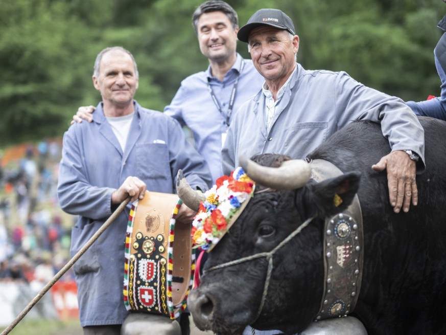 La favorite Canaille, de la famille Dayer dHérémence, est la nouvelle reine des reines après son sacre lors de la finale nationale des combats de la race d'Hérens dimanche dans l'arène de P ...