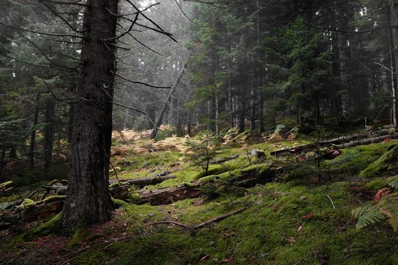 Old pine forest with foam, fern and fog looks like a sanctuary. Atmosphere of meditation. Livradois area. Auvergne - France