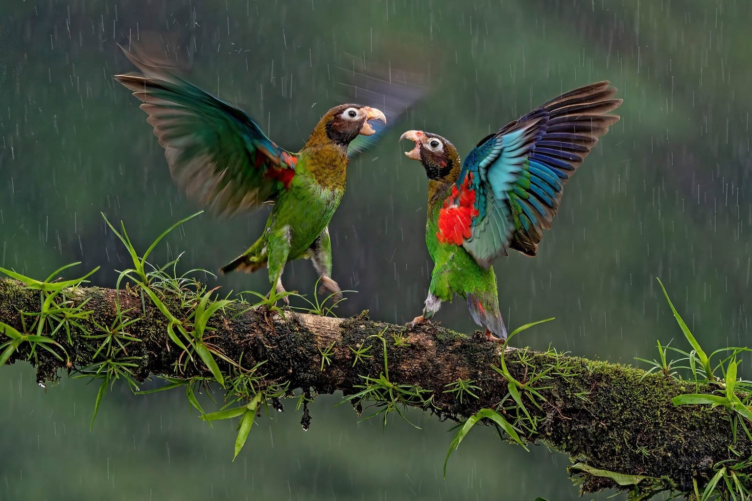 brown-hooded parrot bpoty 2023 bird behavior