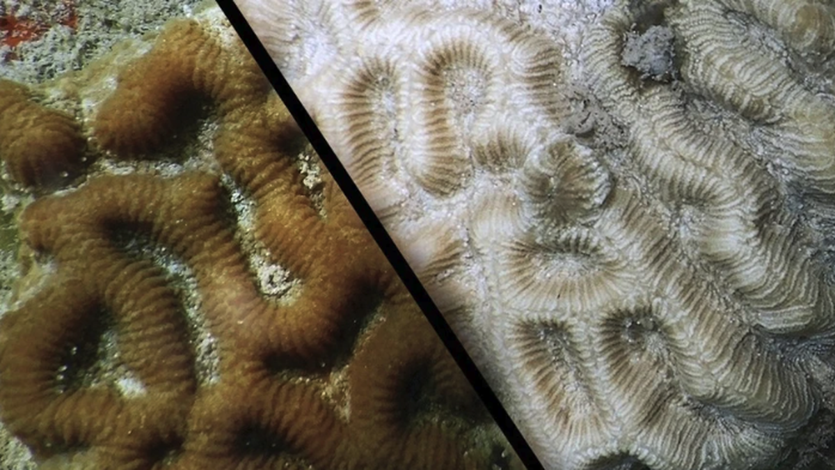 som vil endre seg med 0,5 grader i verden