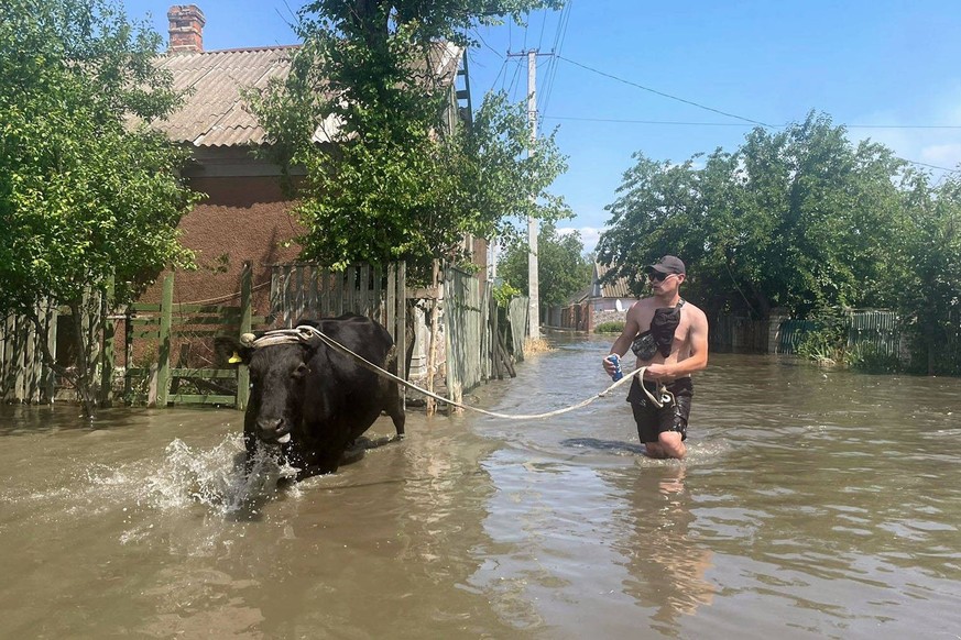 Flooded Kherson after dam breach A man evacuates a cow in Kherson as the Ukrainian city is flooded following the breach of the Nova Khakhovka dam in Kakhovka in the Kherson region on June 6, 2023. PUB ...