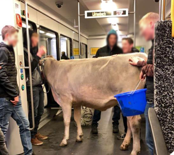 Il se passe de drôles de trucs dans les trains en Suisse allemande 🐮