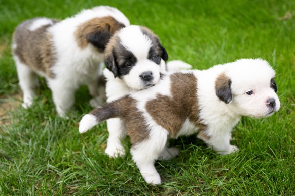 Three of seven one month old puppies Sant-Bernard play in the grass at the Barry Foundation's kennel, in Martigny, Tuesday, August 30, 2022. The Saint Bernard dog "Edene du Grand St. Bernard ...
