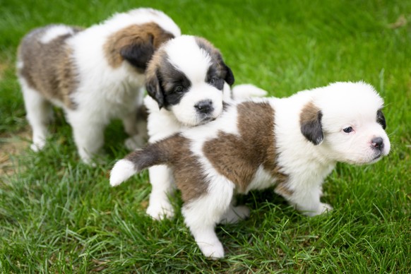 Three of seven one month old puppies Sant-Bernard play in the grass at the Barry Foundation&#039;s kennel, in Martigny, Tuesday, August 30, 2022. The Saint Bernard dog &quot;Edene du Grand St. Bernard ...