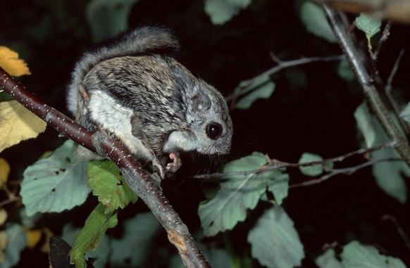 Siberian Flying Squirrel, Pechora-Ilych Reserve, Komi, Russia, Europäisches Gleithörnchen Pteromys volans, Pechora-Ilych Reservat, Flughörnchen, seitlich, side, Russland, Europa *** Siberian Flying Sq ...