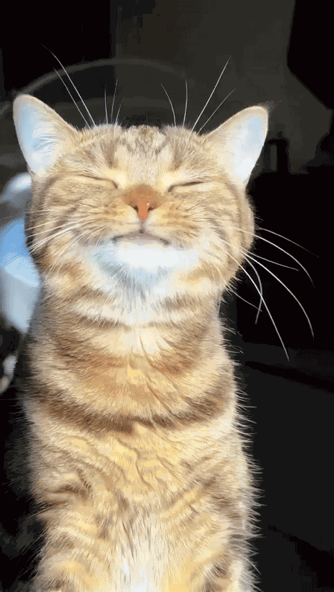 GIF animé