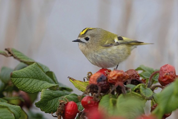 Wintergoldhähnchen, Goldcrest, Regulus regulus, Roitelet huppé, Reyezuelo Sencillo, Helgoland, Schleswig-Holstein, Deutschland, Europa Goldcrest Regulus regulus, Roitelet huppé, Reyezuelo Sencillo, He ...