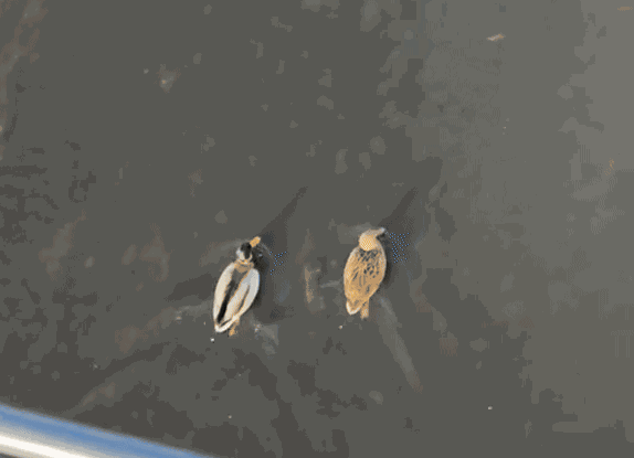 GIF animé