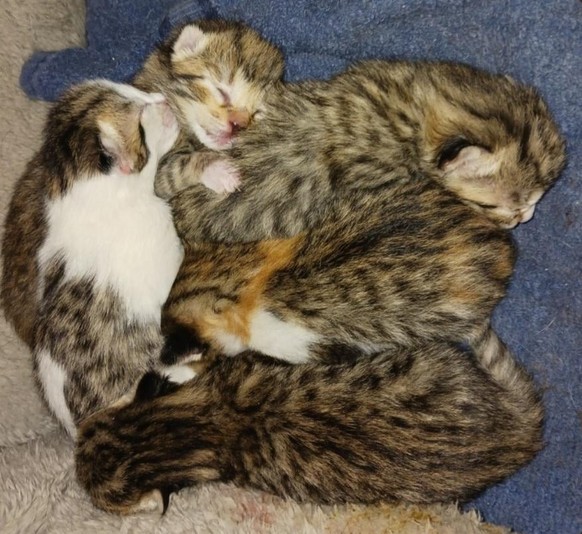 cute news tier katze

https://www.reddit.com/r/soupbelly/comments/1s93pnk/my_brother_got_suprised_on_sunday_when_the_stray/