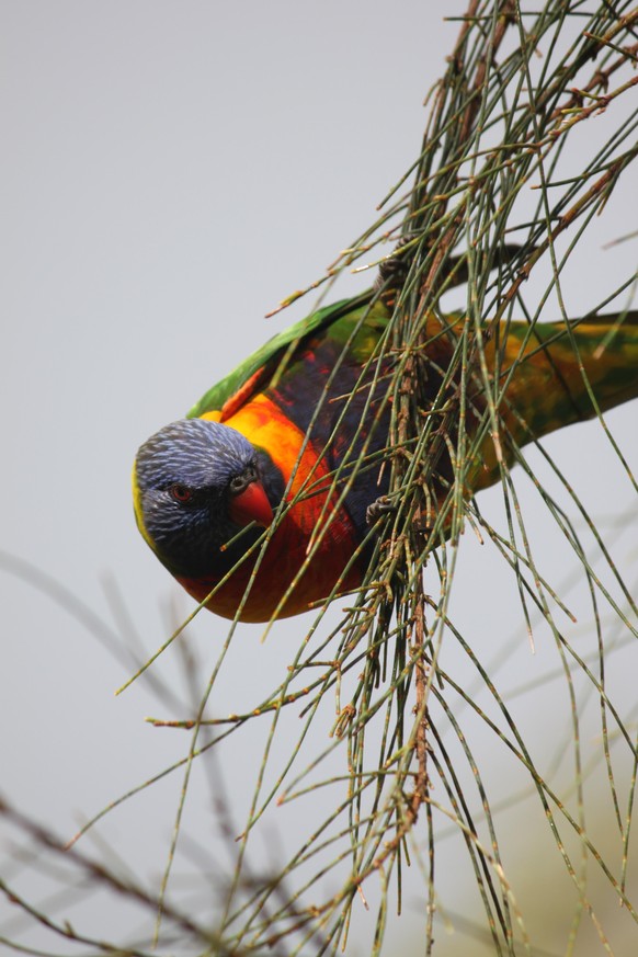 rainbow lorikeet cute news animal tier vogel australien

https://imgur.com/t/australian_wildlife/kbMNmYZ