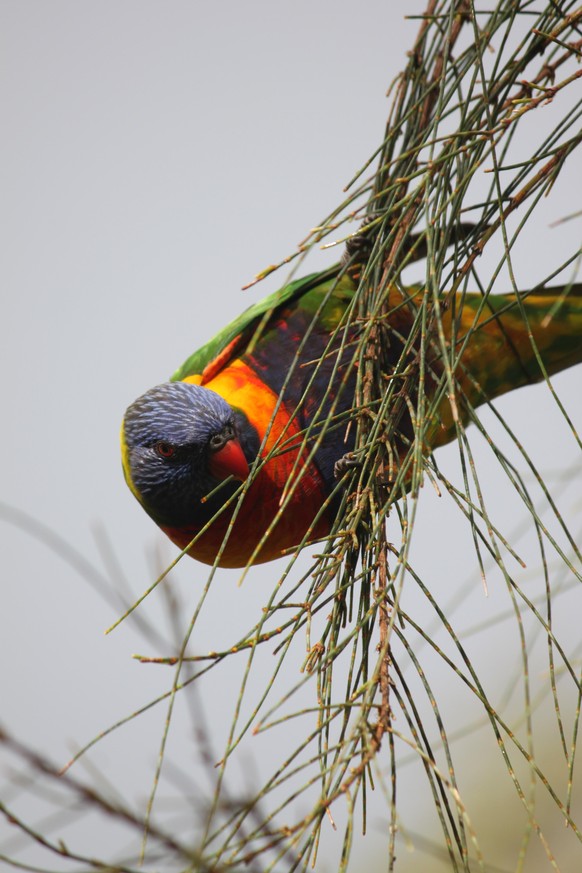 rainbow lorikeet cute news animal tier vogel australien

https://imgur.com/t/australian_wildlife/kbMNmYZ