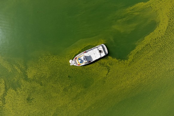 The water of Lake Lugano near Riva San vitale, Switzerland, is coloured green and yellow due to a strong Cyanobacteria (Blue-Green Algae) proliferation, Wednesday, August 24, 2023. The proliferation o ...