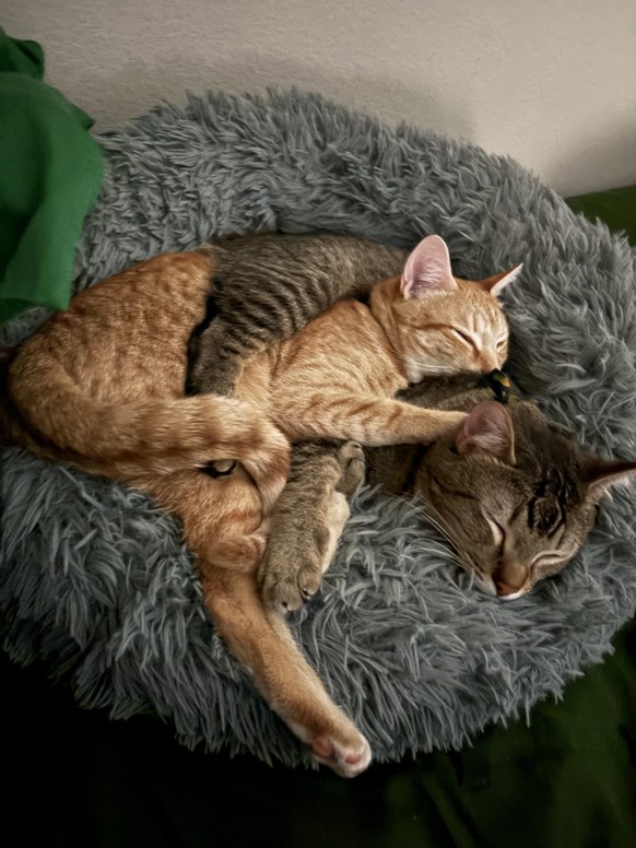 cute news tier katzen

https://www.reddit.com/r/Catopus/comments/1ph7nsw/the_tentacles_are_so_intertwined_that_the_color/