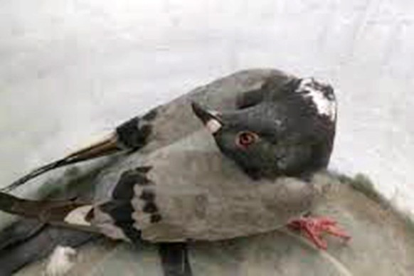 Un pigeon atteint PPMV amené au refuge pour animaux JSPCA.