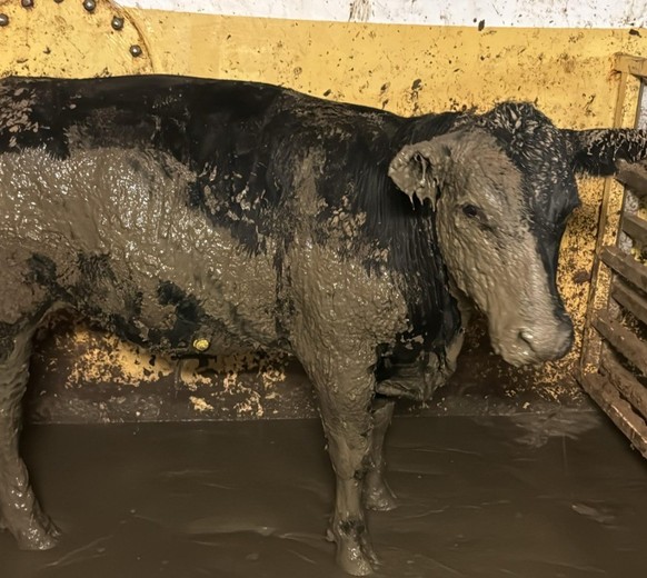 Une odeur nauséabonde au Cap entraîne une enquête de la part de la municipalité: un cargo rempli d&#039;animaux dans le port est à l&#039;origine de cette odeur.